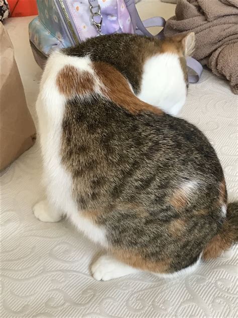 Full body available, face is missing, but what a great body and hair ...