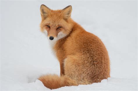 Image result for Alien Fursona