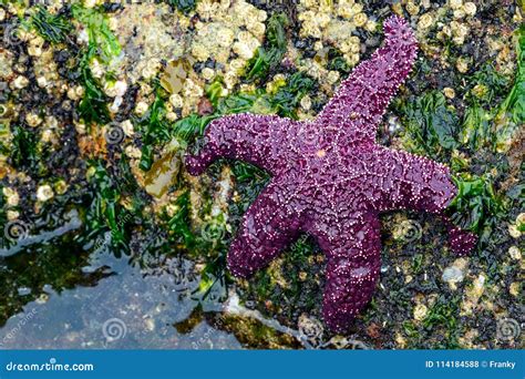 Ochre Starfish Pisaster Ochraceus Whytecliff Park, British Col Stock ...