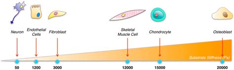 Tailoring the Interface of Biomaterials to Design Effective Scaffolds