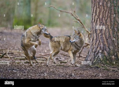 Image result for Wolves Mating Season