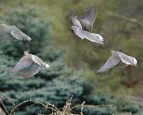 A complete guide to dove hunting – Artofit