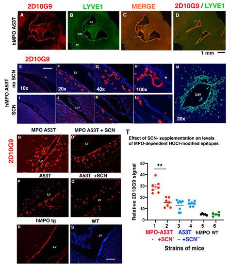 Thiocyanate Reduces Motor Impairment in the hMPO-A53T PD Mouse Model ...