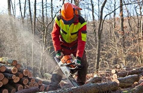 伐木也有技巧！看伐木工人，是如何将参天大树放倒的_腾讯视频