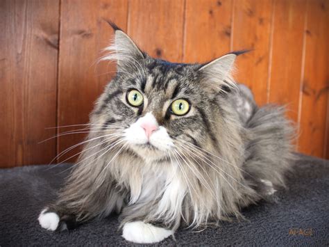 APAGI - Urban, CHAT x Main coon à la robe Brown mackerel tabby et blanc