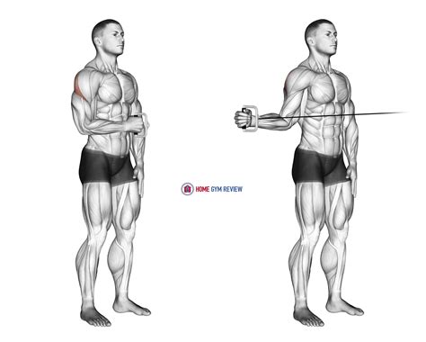 Cable External Rotation at Aaron Roper blog