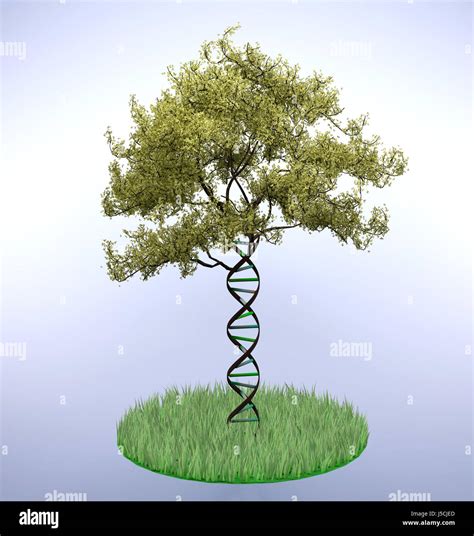 Image result for DNA Tree