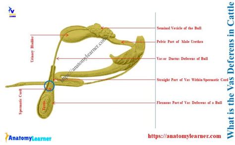 Image result for Sample IB Transcript