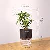 Kyari Good Luck Jade Plant with Black Self Watering Pot - Small 4 Inch ...