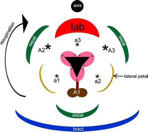 Temporal Isolation Flowers