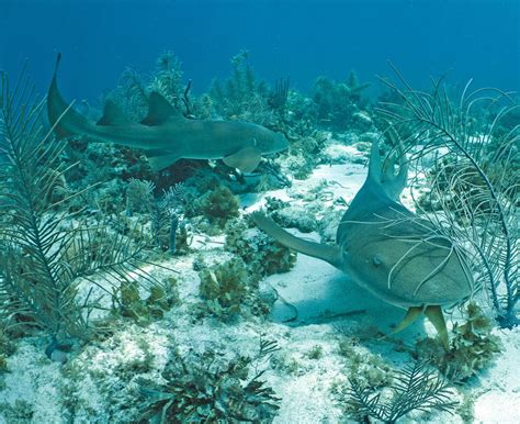 After Bites - Nurse Shark Quiz