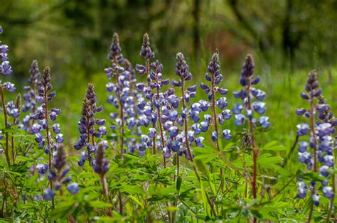 Asters And Goldenrod
