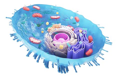 केन्द्रक (Nucleus) – Study Material