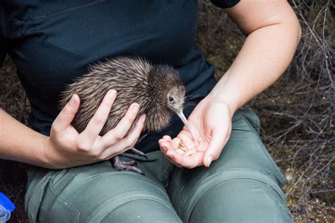 New Zealand wildlife: Where to see iconic animals in NZ