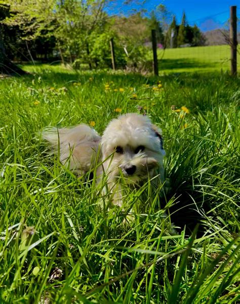 Drexel loves the spring time in western NC : r/Havanese