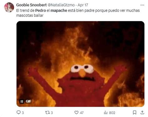Memes del mapache “Pedro, Pedro” se apoderan de las redes y no podemos ...