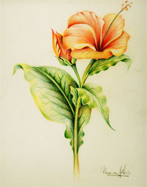 Diana Arias. De-lirios. in 2021 | Color pencil art, Flower drawing ...