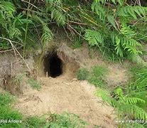 Image result for Rabbit Burrows in Yard