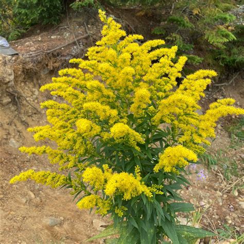 Green Solidago