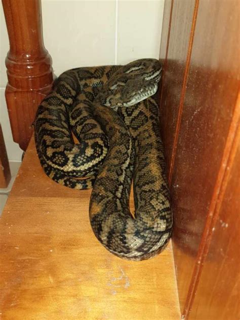 Python Poop 的图像结果