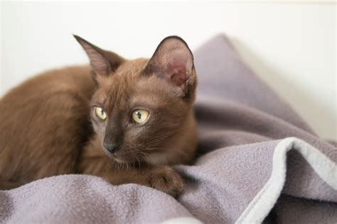 All Brown Cat Breeds: Guide For Pet Owners