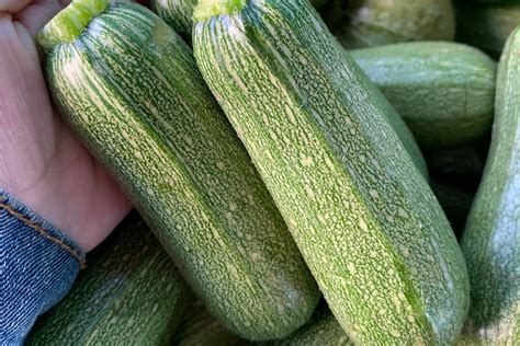 10 Calabaza Squash Nutrition Facts - Facts.net