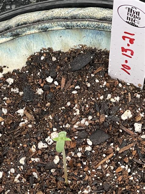 My 9lb hammer strain rearing it’s beautiful head, I did soil ...