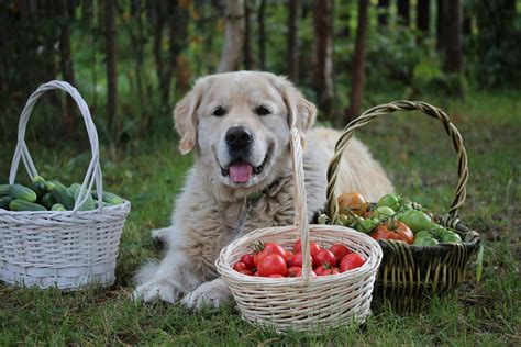 Answered: Can Dogs Eat Tomatoes or Are They Poisonous?
