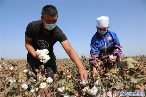 新疆阿瓦提县57万亩手采棉带动富余劳动力增收致富_县域经济网