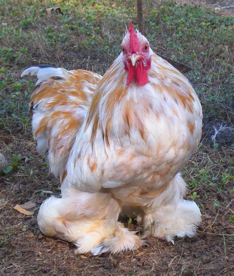 Angelo~ | Bantam chickens, Chicken breeds, Cochin chickens