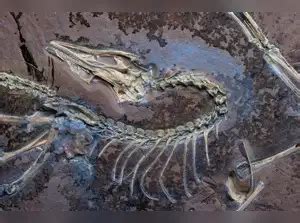 chicago archaeopteryx: How did birds start flying? Scientists find ...