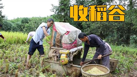 喜迎丰收年 青海省农作物秋收面积达860.04万亩_服务_农业_种植