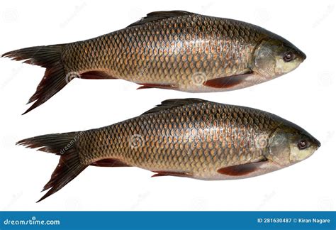 Popular Rohu or Labeo Rohita Fish of Indian Subcontinent Over White ...