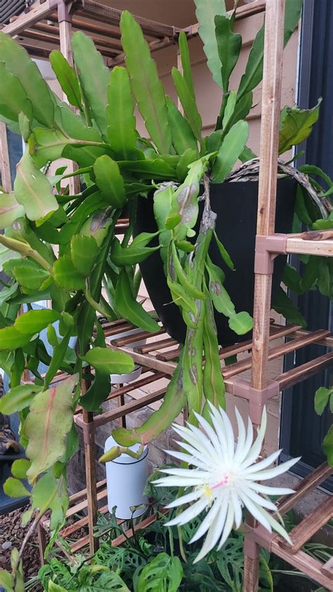 Finally got my night blooming cereus to bloom 🥹 : r/plants