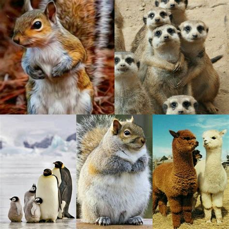 Image result for Watchmojo.com Top 10 Animals