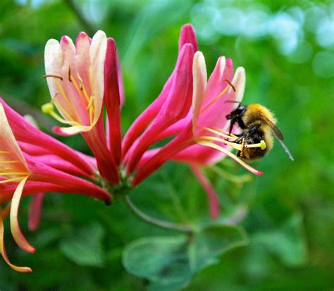 When Does Honeysuckle Bloom? Know Every Details – The Garden Hows