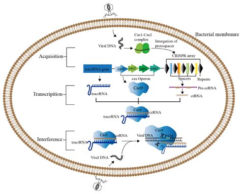 Development and Applications of CRISPR/Cas9-Based Genome Editing in Lactobacillus