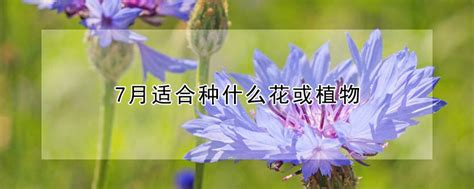 7月适合种什么花或植物 —【发财农业网】