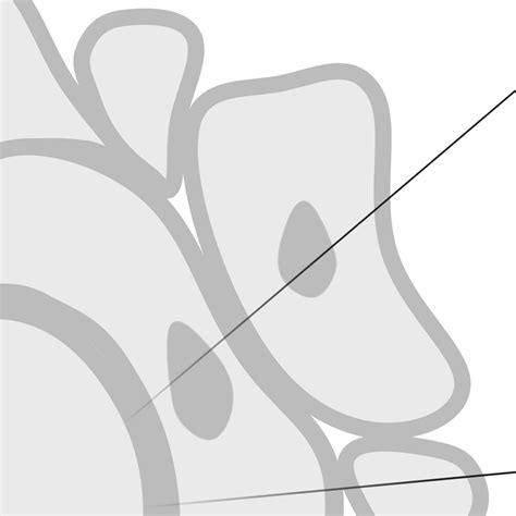 Image result for Amira Cell Segmentation Tutorial