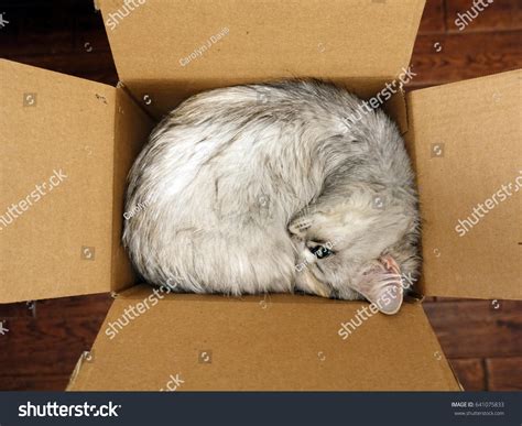 Image result for Small Box Contortion