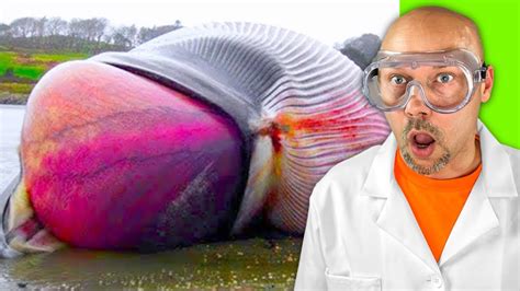 Shocking Whales Exploding Moments 的图像结果