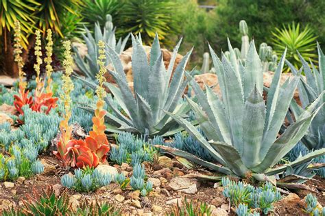 Choose the Best Succulents for Landscaping