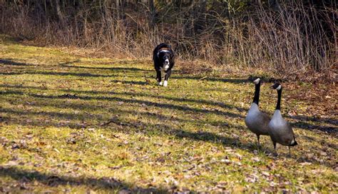 Ohio Geese Control's No Harm, No Fowl Policy - Ohio Geese Control