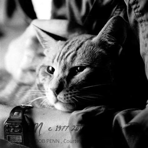 Image result for Alien 1979 Jones Y Scene