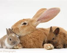 Image result for Wild Rabbits and Their Babies