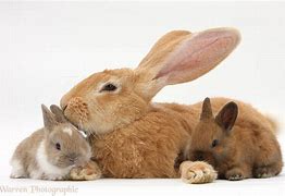 Image result for Flufy Baby Rabbit