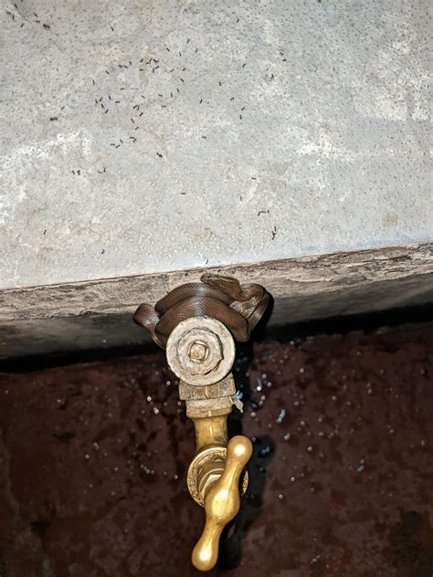 [Nairobi, Kenya] Found this guy coiled up on tap, can zoom for more details, taken with Google ...