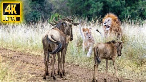 Discovery Channel Programme 的图像结果