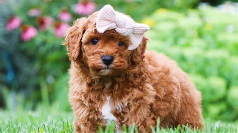 Newborn Cavapoo 的图像结果