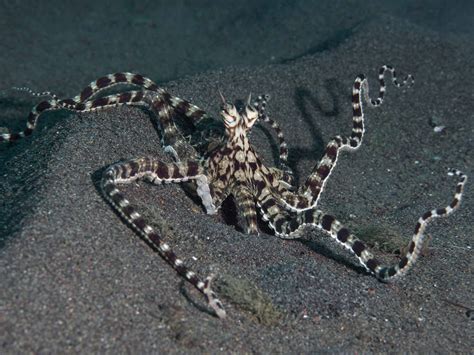 How Long Do Octopus Live? Life Expectancy, Mating, and Deep-Sea Survivors - OctoNation - The ...